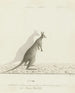 Macropus sp. Kangaroe - John Hunter — weergave van het kunstwerk
