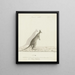 Macropus sp. Kangaroe - John Hunter — ingelijst kunstwerk aan de muur