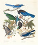 Pie bavarde 2 Geai de Steller 3 Geai outremer 4 5 Corneille de Clark - John James Audubon — artwork view