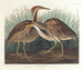 Butor d'Amérique - John James Audubon — weergave van het kunstwerk