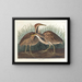 Butor d'Amérique - John James Audubon — ingelijst kunstwerk aan de muur