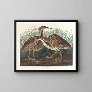 John James Audubon - American bittern.webp