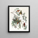 American Crossbill Painting Male adult 1 Young male 2 3 Adult female 4 Young female 5 Pruche - John James Audubon — framed artwork on a wall