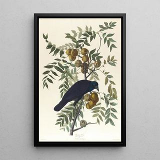 John James Audubon - American crow.webp