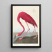 Flamant d'Amérique - John James Audubon — ingelijst kunstwerk aan de muur