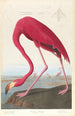Flamant d'Amérique - John James Audubon — weergave van het kunstwerk