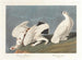 van de Salixlagopède - John James Audubon — weergave van het kunstwerk