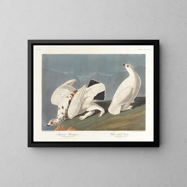 Lagopède des saules - John James Audubon — framed artwork on a wall
