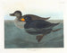 Amerikaanse eend scoter - John James Audubon — weergave van het kunstwerk