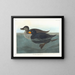 Amerikaanse eend scoter - John James Audubon — ingelijst kunstwerk aan de muur