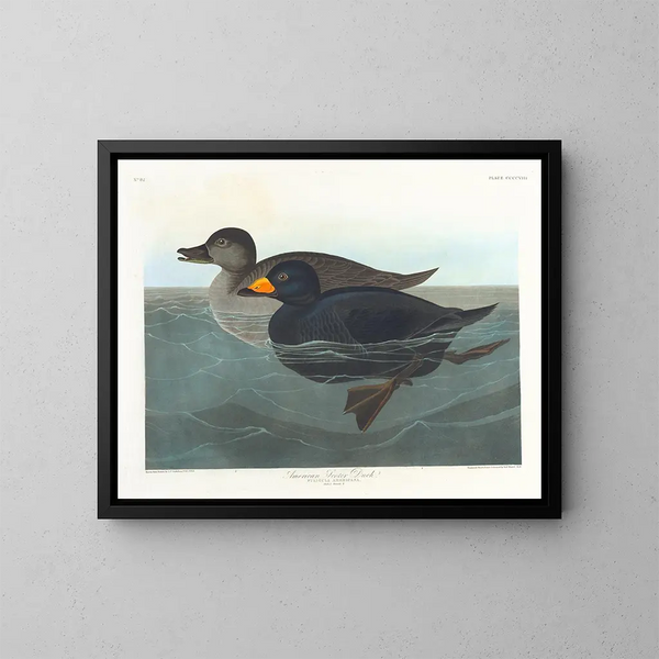 American Scoter Duck - John James Audubon — framed artwork on a wall