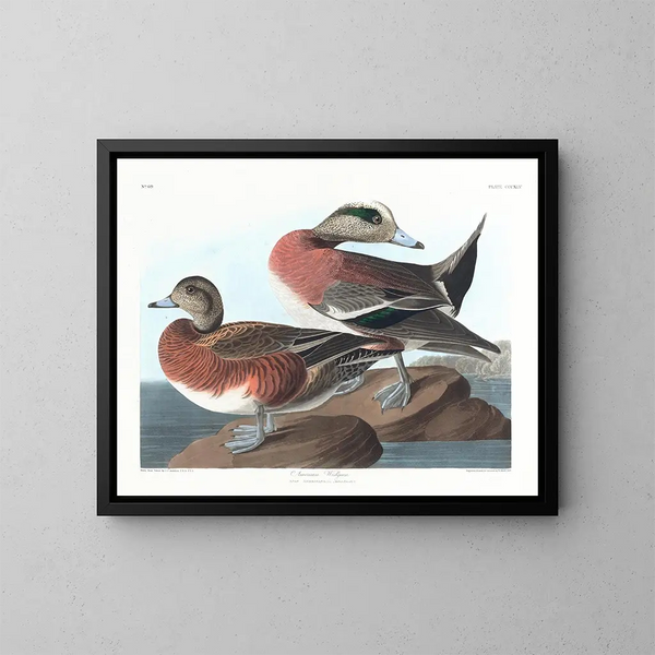 American Duck - John James Audubon — framed artwork on a wall