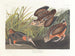 Bécasse d'Amérique - John James Audubon — weergave van het kunstwerk