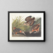 Bécasse d'Amérique - John James Audubon — ingelijst kunstwerk aan de muur
