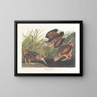 John James Audubon - American woodcock.webp