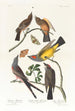 Tyran de l'Arkansas Tyran à queue fourchue - John James Audubon — weergave van het kunstwerk