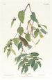 Paruline automnale - John James Audubon — weergave van het kunstwerk
