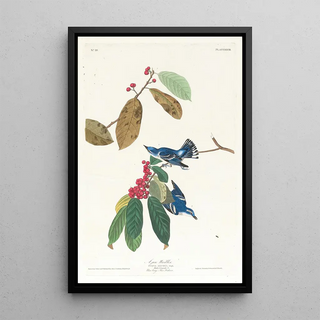 John James Audubon - Azure warbler.webp
