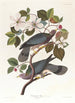 Pigeon à queue barrée - John James Audubon — weergave van het kunstwerk