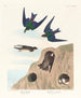 Swallow of the Shore Violet-Green Swallow - John James Audubon — artwork view
