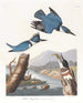 American Kingfisher Painting - John James Audubon — artwork view