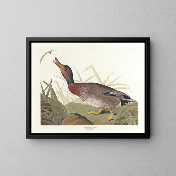 Duck spotted - John James Audubon — framed artwork on a wall