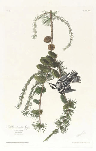 John James Audubon - Black and white creeper.webp