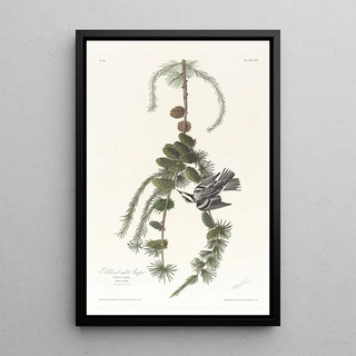 John James Audubon - Black and white creeper.webp