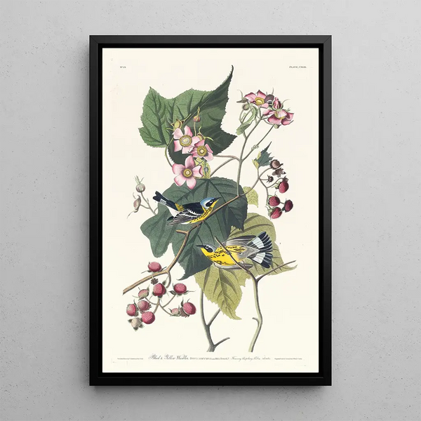 John James Audubon - Black and yellow warbler.webp