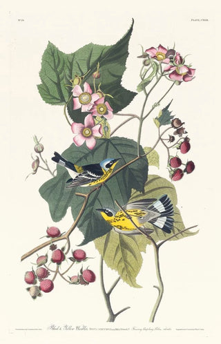 John James Audubon - Black and yellow warbler.webp
