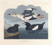Guillemot noir - John James Audubon — weergave van het kunstwerk