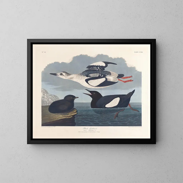 Guillemot noir - John James Audubon — framed artwork on a wall