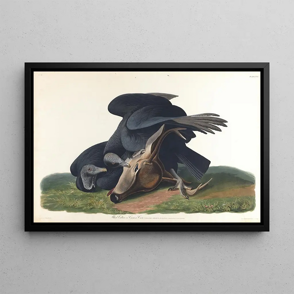 Zwarte valk of gewone raaf - John James Audubon — ingelijst kunstwerk aan de muur