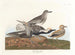 Zwarte buikstrandloper - John James Audubon — weergave van het kunstwerk