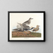 Zwarte buikstrandloper - John James Audubon — ingelijst kunstwerk aan de muur