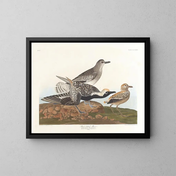 Pluvier à ventre noir - John James Audubon — framed artwork on a wall