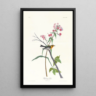 John James Audubon - Blackburnian warbler.webp
