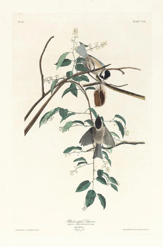 John James Audubon - Blackcapped titmouse.webp