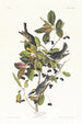 Stripe Warbler Painting - John James Audubon — artwork view