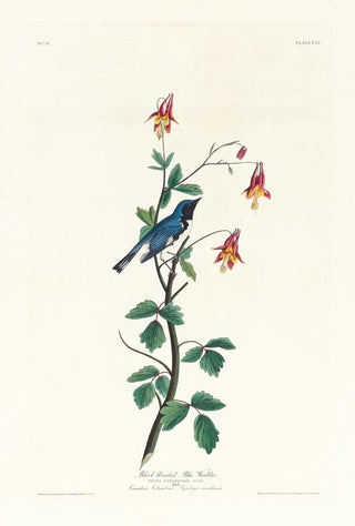 John James Audubon - Blackthroated blue warbler.webp