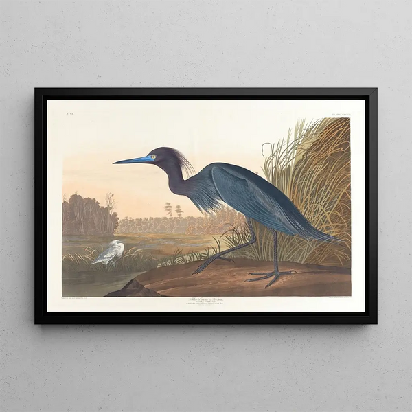 Blauwe reiger of reiger - John James Audubon — ingelijst kunstwerk aan de muur