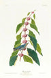 Paruline blauw-groen - John James Audubon — weergave van het kunstwerk