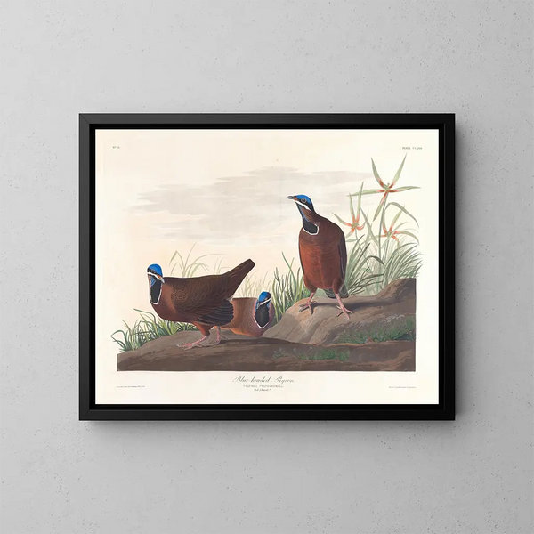 Pigeon à tête bleue - John James Audubon — framed artwork on a wall