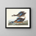 Eend met blauwe vleugels - John James Audubon — ingelijst kunstwerk aan de muur