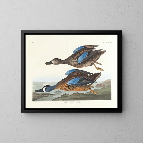 Blue-winged Duck - John James Audubon — framed artwork on a wall