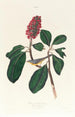 Gobemouche de Bonaparte - John James Audubon — weergave van het kunstwerk