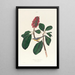 Gobemouche de Bonaparte - John James Audubon — ingelijst kunstwerk aan de muur