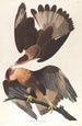 Caracara du Brésil - John James Audubon — weergave van het kunstwerk