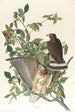 Buse à larges ailes - John James Audubon — weergave van het kunstwerk