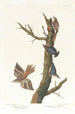 Grimpereau brun en zitelle van Californië - John James Audubon — weergave van het kunstwerk